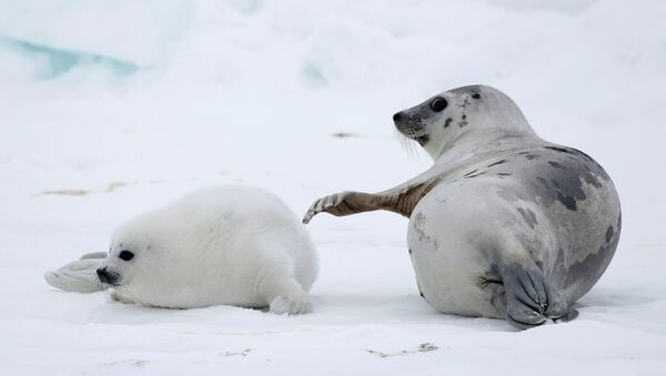A mother seal plays with a baby seal on the ice of the White Sea in Arkhangelsky region about 1300 km (812 miles) from Moscow, Russia - Sputnik International