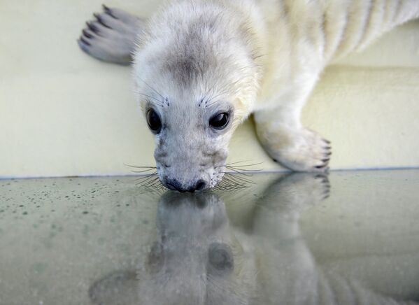 Seal Pup Protection Day: Spare My Life, Do Not Club! - Sputnik International