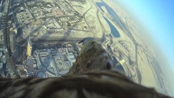 Dubai World Record Eagle Flight - Sputnik International
