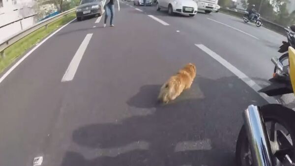Dog saved by bikers on a highway - Sputnik International