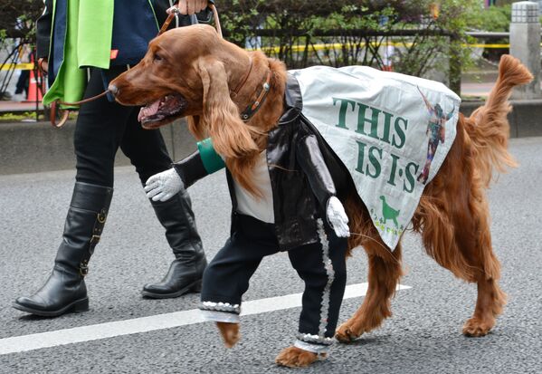 An Irish setter wearing a Michael Jackson costume takes part in a St. Patrick's Day parade in Tokyo during the parade to commemorate the Irish patron Saint Patrick. - Sputnik International