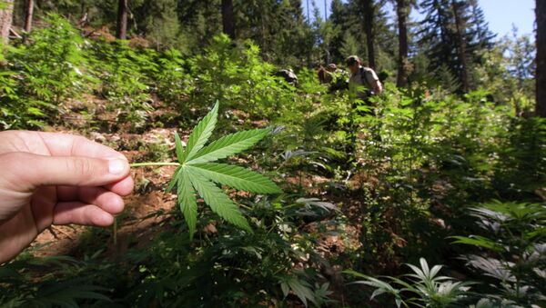 Marijuana Field in North Cascades National Park - Sputnik International