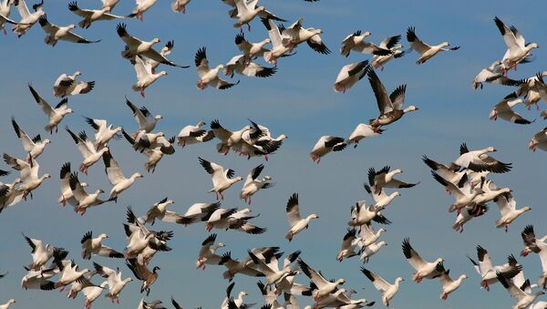 A closer view of a large flock of Snow Geese that have just taken flight on December 21, 2009. Thousands of Snow Geese make the Hagerman National Wildlife Refuge their winter home. - Sputnik International