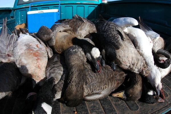 Thousands of Dead Geese Fall From Sky Over Idaho Thousands of Dead Geese Fall From Sky Over Idaho - Sputnik International
