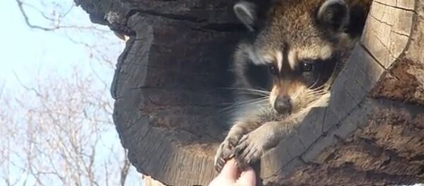 Very nice raccoon - Sputnik International