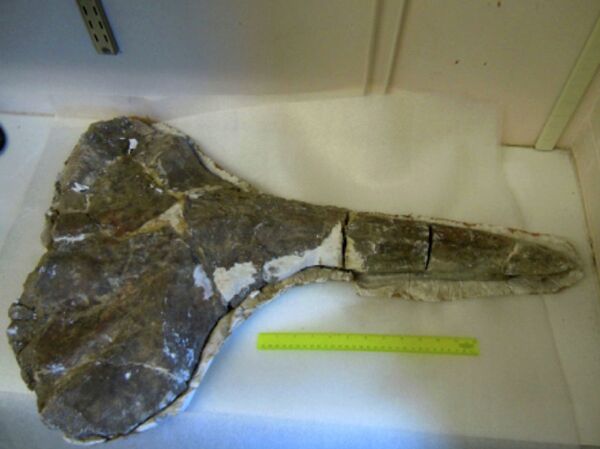 The fossilized skull of the 17-million-year old beaked whale found in modern-day Kenya. The fossilized skull of the 17-million-year old beaked whale found in modern-day Kenya. - Sputnik International