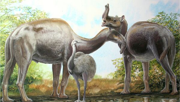 An artist's rendering shows the South American native ungulate Macrauchenia patachonica which had a number of remarkable adaptations, including the positioning of its nostrils high on its head in this illustration released on March 17, 2015 - Sputnik International