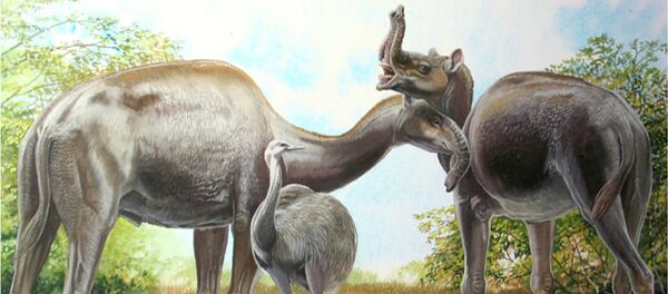 An artist's rendering shows the South American native ungulate Macrauchenia patachonica which had a number of remarkable adaptations, including the positioning of its nostrils high on its head in this illustration released on March 17, 2015 - Sputnik International