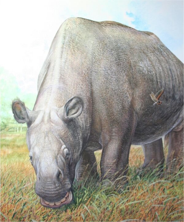 An artist rendering shows the unusual native ungulates of South America Toxodon platensis which were more closely related to perissodactyls (horses and their allies) than to other living placental mammals in this handout illustration released on March 17, 2015 An artist rendering shows the unusual native ungulates of South America Toxodon platensis which were more closely related to perissodactyls (horses and their allies) than to other living placental mammals in this handout illustration released on March 17, 2015 - Sputnik International