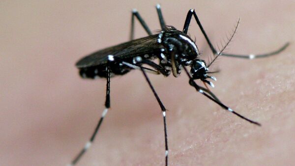 A mosquito and its prey...you! (No, but it's an Asian Tiger Mosquito)  - Sputnik International