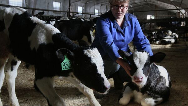 Veterinarian examines calves at Omsk production farm - Sputnik International