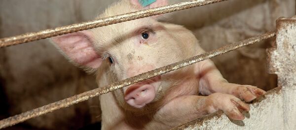 Mini-pig Mini-pig - Sputnik International