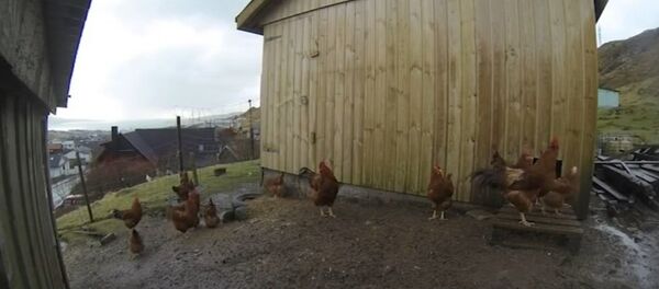 Chickens think it's nighttime at a total solar eclipse 2 Chickens think it's nighttime at a total solar eclipse 2 - Sputnik International