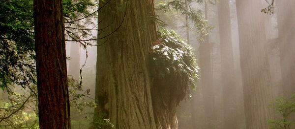 Wonders of Nature: Forests of the World Wonders of Nature: Forests of the World - Sputnik International