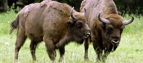 Poland's Bialowieza primeval forest takes eco-tourists back centuries Bisons are pictured in Bialowieza forest in northeastern Poland Poland's Bialowieza primeval forest takes eco-tourists back centuries Bisons are pictured in Bialowieza forest in northeastern Poland - Sputnik International
