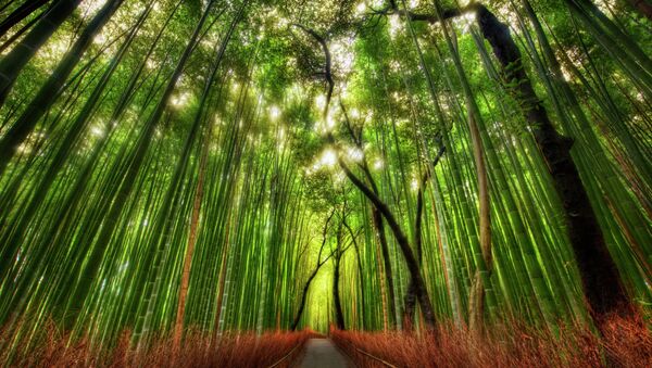 Sagano Bamboo forest in Kyoto-shi, Kyoto Prefecture, Japan - Sputnik International