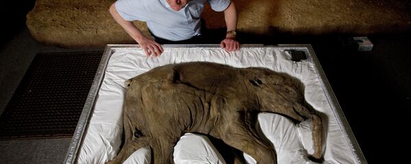 Mammoth researcher Professor Adrian Lister poses for photographs looking at Lyuba, a baby woolly mammoth considered to be the most complete example of the species ever found, at the Natural History Museum in London - Sputnik International