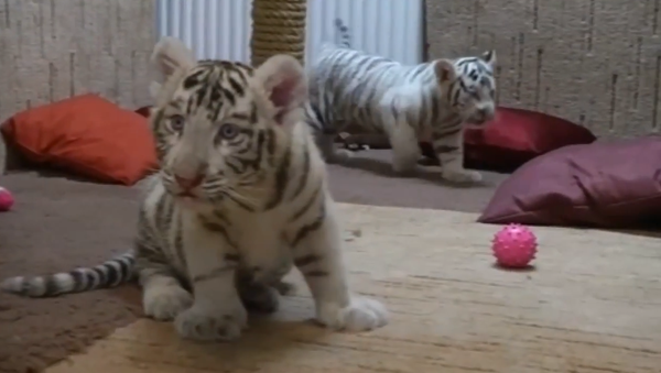 Rare White Tiger Cubs at Hungarian Zoo - Sputnik International
