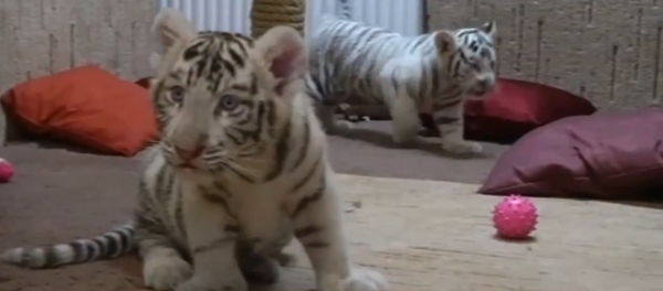 Rare White Tiger Cubs at Hungarian Zoo Rare White Tiger Cubs at Hungarian Zoo - Sputnik International
