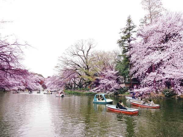 When Cherry Blossoms Bloom in Tokyo - Sputnik International