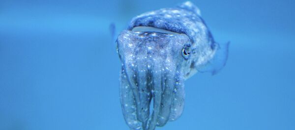 Squid Squid - Sputnik International