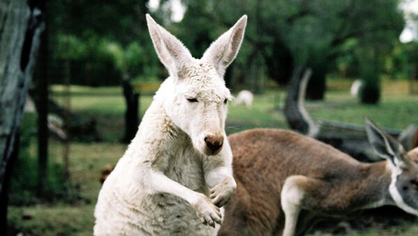 Albino kangaroos are rare and while they stand out in the natural world, it unfortunately atrracts the unwanted attention of predators. - Sputnik International