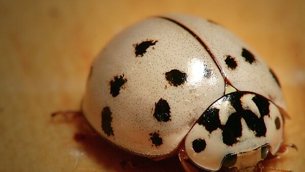 Commonly known as the harlequin ladybird, this beetle occurs in numerous colour forms and white is one of them. - Sputnik International