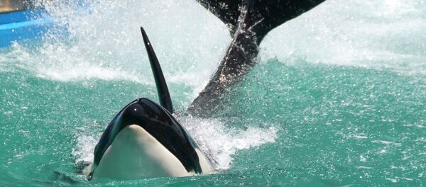 Lolita, the whale, has been living at the Miami Seaquarium since her capture off the northern Pacific Coast in 1970. - Sputnik International
