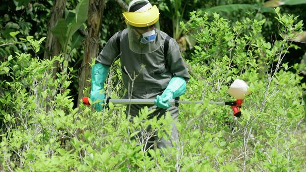 A counter-narcotics police officer sprays herbicide over a coca plant during a campaign to eradicate coca crops in La Espriella, southern Colombia. - Sputnik International