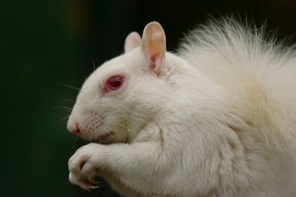 Albino Animals: How to Stand Out From the Crowd - Sputnik International