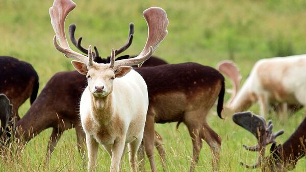 Albino whitetail deer have a milky pink skin because the flowing blood can be seen through it. These rare animals wear a pure white coat and the irises of their eyes are usually pink as well. - Sputnik International