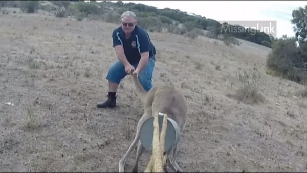 Giant kangaroo - head stuck in watering can! - Sputnik International