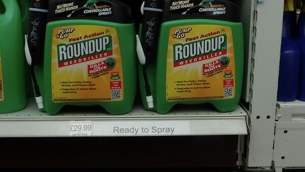 Monsanto's Roundup weedkiller contains the active chemical glyphosate, which the World Health organization has labeled a probable carcinogen. - Sputnik International