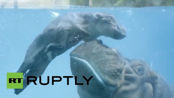 USA: See this newborn hippo learn how to swim - Sputnik International