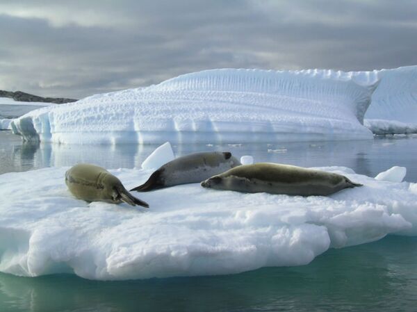 “And as global warming is thinning the ice, which is the seal’s breeding area, the species is already under threat.” - Sputnik International