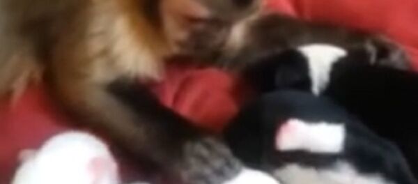 Monkey and its new puppies Monkey and its new puppies - Sputnik International