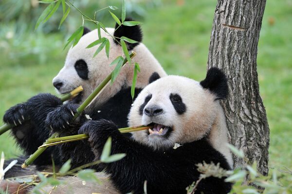 The female Huan-Huan (R) and male Yuan-Zi pandas, two giant pandas recently arrived from China, are pictured on February 18, 2012 - Sputnik International