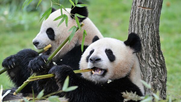 The female Huan-Huan (R) and male Yuan-Zi pandas, the two giant pandas recently arrived from China, are pictured on February 18, 2012 - Sputnik International