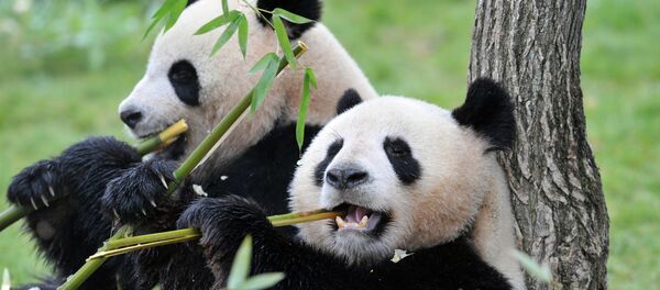 The female Huan-Huan (R) and male Yuan-Zi pandas, the two giant pandas recently arrived from China, are pictured on February 18, 2012 The female Huan-Huan (R) and male Yuan-Zi pandas, the two giant pandas recently arrived from China, are pictured on February 18, 2012 - Sputnik International
