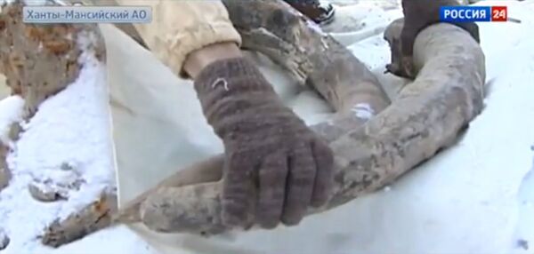 Oil workers in the Khanty-Mansi Autonomous Region have found the remains of a female woolly mammoth. Oil workers in the Khanty-Mansi Autonomous Region have found the remains of a female woolly mammoth. - Sputnik International