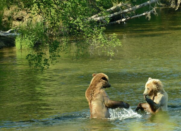 Sparring in Brooks River in Alaska Sparring in Brooks River in Alaska - Sputnik International
