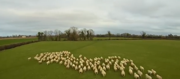 Meet World’s First Sheepdog Drone Meet World’s First Sheepdog Drone - Sputnik International