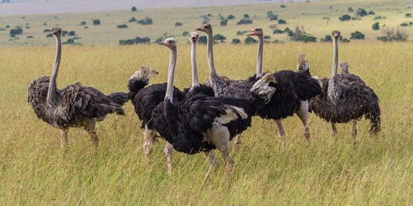 Ostriches compensate the inability to fly by being the fastest land speed of any bird. - Sputnik International