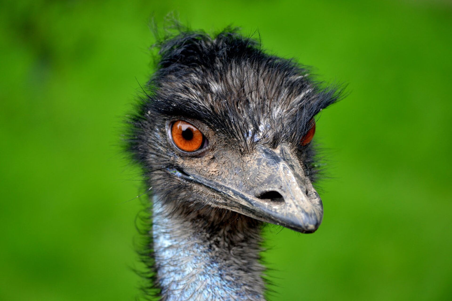 It is believed that the emu is a survivor of prehistoric times and dates back some 80 million years roaming the outback of Australia. The Aborigine tribes relied upon the emu for their existence. - Sputnik International, 1920, 17.09.2021
