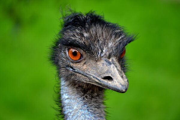 It is believed that the emu is a survivor of prehistoric times and dates back some 80 million years roaming the outback of Australia. The Aborigine tribes relied upon the emu for their existence. - Sputnik International