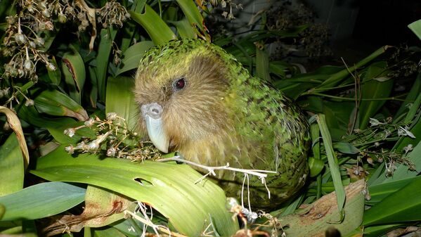 Kakapo is one of the world’s rarest parrots and is the only flightless and nocturnal parrot, as well as being the heaviest in the world, weighing up to 3.5 kilograms (8 lbs). - Sputnik International