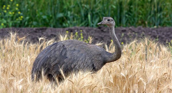 The greater rhea is the largest of all South American birds and can be found in Argentina and Brazil. This flightless bird uses its wings for balance and changing direction when running. - Sputnik International