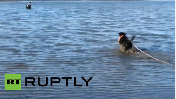 Offering a Helping Paw: Dog Saves Hunter From Waist-Deep Mud - Sputnik International