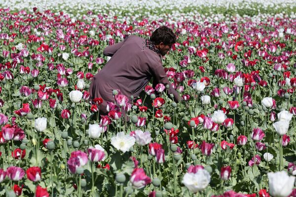 An Afghan farmer works on a poppy field collecting the green bulbs swollen with raw opium, the main ingredient in heroin. An Afghan farmer works on a poppy field collecting the green bulbs swollen with raw opium, the main ingredient in heroin. - Sputnik International