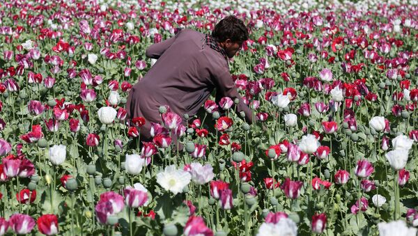 An Afghan farmer works on a poppy field collecting the green bulbs swollen with raw opium, the main ingredient in heroin. - Sputnik International